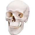 Fabrication Enterprises 3B® Anatomical Model - Classic Skull, 3-Part 967133